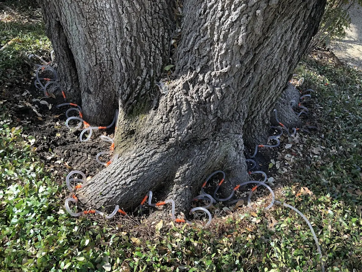 Detailed Tree Cabling and Bracing job site in Washington Boro