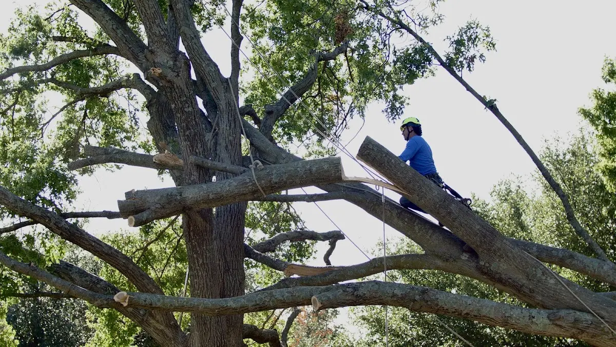Professional Hazardous Tree Removal performed by certified arborists in Washington Boro